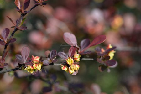 Téléchargez les photos : Branche pourpre d'épine-vinette japonaise avec fleurs - Nom latin - Berberis thunbergii f. atropurpurea - en image libre de droit