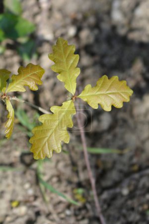 Téléchargez les photos : Chêne sessile jeune plante - Nom latin - Quercus petraea - en image libre de droit