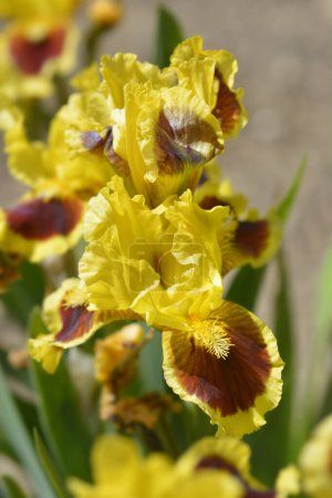 Téléchargez les photos : Iris barbu barbu standard Fleurs ultimes - Nom latin - Iris Ultimate - en image libre de droit