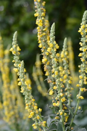 Photo for Lambs tail flowers - Latin name - Verbascum hybrids - Royalty Free Image