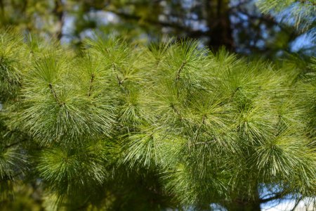 Téléchargez les photos : Branche de pin blanc de l'Est - Nom latin - Pinus strobus - en image libre de droit