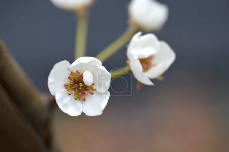 Photo for Pear tree Williams branch with flowers - Latin name - Pyrus communis Williams - Royalty Free Image