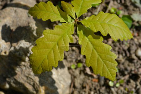 Téléchargez les photos : Chêne sessile jeune plante - Nom latin - Quercus petraea - en image libre de droit