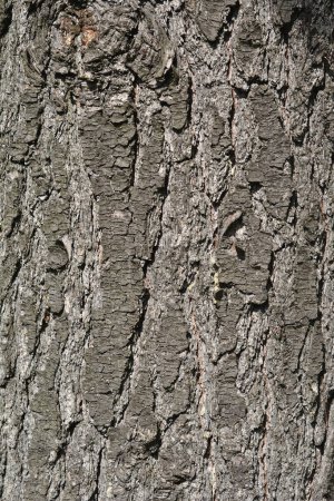 Téléchargez les photos : Écorce de pin blanc de l'Est - Nom latin - Pinus strobus - en image libre de droit