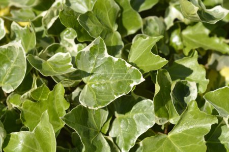 Variegated English Ivy leaves - Latin name - Hedera helix Variegata