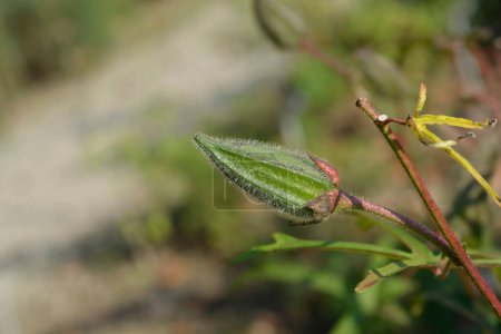 Téléchargez les photos : Gousse de graines d'okra - Nom latin - Abelmoschus esculentus - en image libre de droit