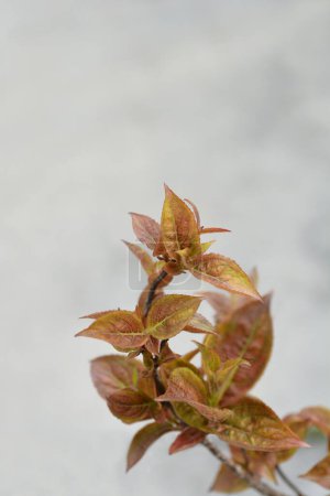 Photo for Weigela Wings of Fire leaves - Latin name - Weigela florida Wings of Fire - Royalty Free Image