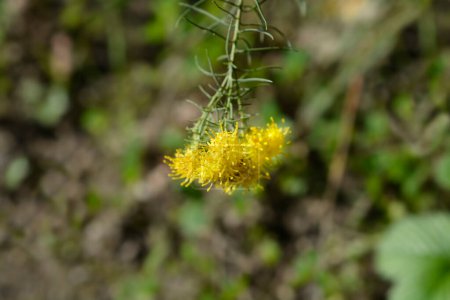 Photo for Goldilocks aster yellow flowers - Latin name - Galatella linosyris - Royalty Free Image