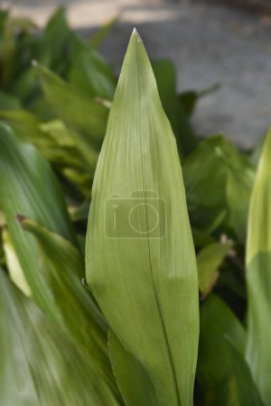 Photo for Cast-iron plant leaves - Latin name - Aspidistra elatior - Royalty Free Image