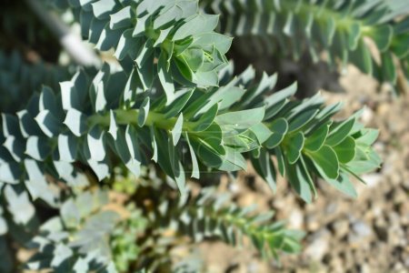 Téléchargez les photos : Feuilles d'euphorbe myrte - Nom latin - Euphorbia myrsinites - en image libre de droit