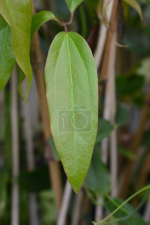 Photo for Armand Clematis leaves - Latin name - Clematis armandii - Royalty Free Image