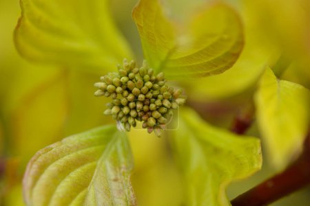 Goldener Hartriegelzweig mit Blütenknospen - lateinischer Name - Cornus alba Aurea