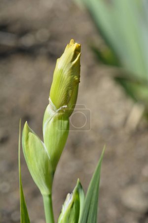 Téléchargez les photos : Bourgeon de fleur d'Iris Stinger barbu nain standard - Nom latin - Iris Stinger - en image libre de droit