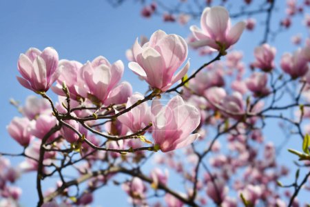 Magnolienzweige mit Blüten vor blauem Himmel - lateinischer Name - Magnolia x soulangeana