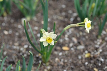 Daffodil Minnow flowers - Latin name - Narcissus Minnow