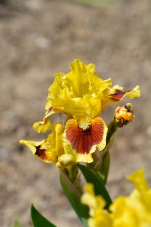 Téléchargez les photos : Iris barbu nain standard Fleur ultime - Nom latin - Iris Ultimate - en image libre de droit