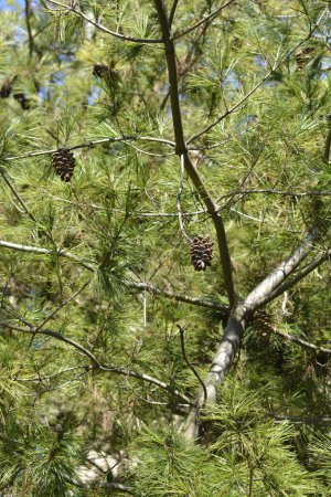 Photo for Chinese white pine - Latin name - Pinus armandii - Royalty Free Image