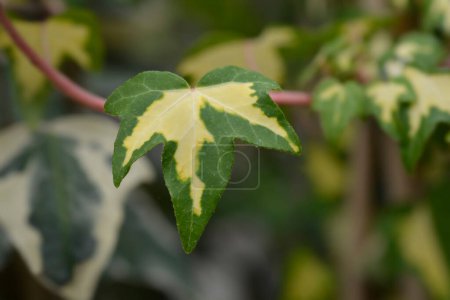 Englisch Ivy Goldheart leaves - lateinischer Name - Hedera helix Goldheart