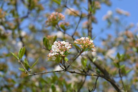 Koreanischer Gewürzviburnum-Zweig mit weißen Blüten - lateinischer Name - Viburnum carlesii