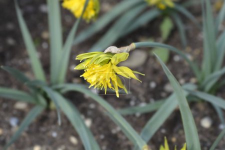Photo for Double Daffodil Rip van Winkle flower - Latin name - Narcissus Rip van Winkle - Royalty Free Image