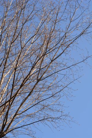 Foto de Álamo canadiense en invierno contra el cielo azul - Nombre latino - Populus x canadensis - Imagen libre de derechos