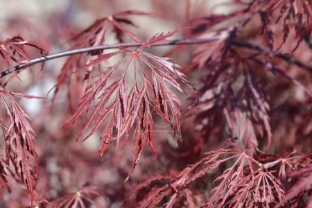 Foto de Arce japonés Inaba Shidare leaves - Nombre latino - Acer palmatum var. dissectum Inaba Shidare - Imagen libre de derechos