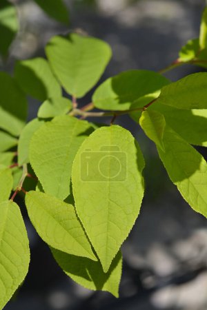 Foto de Rama de cerezo pájaro con hojas - Nombre latino - Prunus padus - Imagen libre de derechos