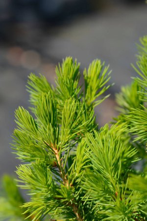 Photo for Dwarf Alberta spruce Conica December - Latin name - Picea glauca Conica December - Royalty Free Image
