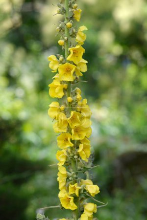Photo for Lambs tail flowers - Latin name - Verbascum hybrids - Royalty Free Image