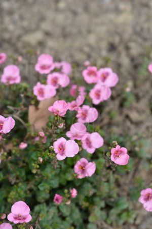 Téléchargez les photos : Fleurs roses Twinspur - Nom latin - Diascia barberae - en image libre de droit