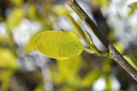 Photo for Siebolds magnolia branch with green leaves - Latin name - Magnolia sieboldii - Royalty Free Image
