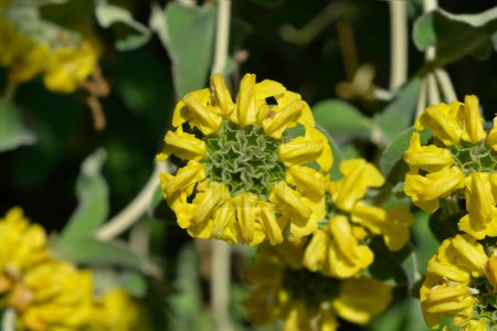 Jérusalem fleurs jaunes sauge - Nom latin - Phlomis fruticosa