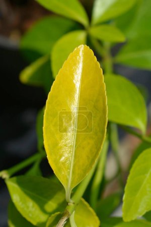 Téléchargez les photos : Broche Japanes El Dorado feuilles - Nom latin - Euonymus japonicus El Dorado - en image libre de droit