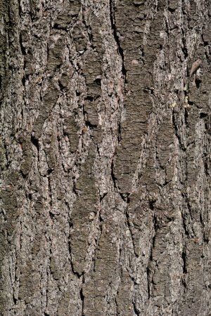 Téléchargez les photos : Écorce de pin blanc de l'Est - Nom latin - Pinus strobus - en image libre de droit
