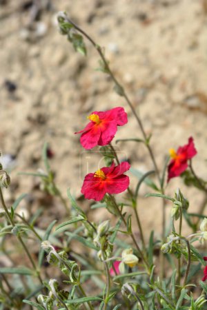 Foto de Rockrose Red Orient flowers - Nombre latino - Helianthemum nummularium Red Orient - Imagen libre de derechos
