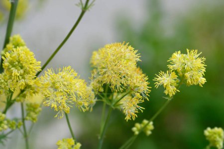 Téléchargez les photos : Fleurs de prairie commune - Nom latin - Thalictrum flavum - en image libre de droit