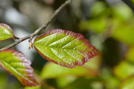Photo for Parottia Persian Spire leaves - Latin name - Parrotia persica Persian Spire - Royalty Free Image