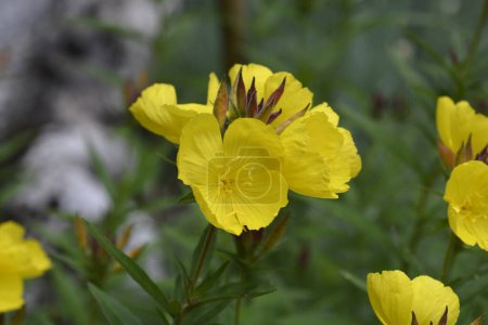 Photo for Narrowleaf evening primrose - Latin name - Oenothera fruticosa - Royalty Free Image