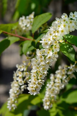 Foto de Rama de cerezo pájaro con flores blancas - Nombre latino - Prunus padus - Imagen libre de derechos