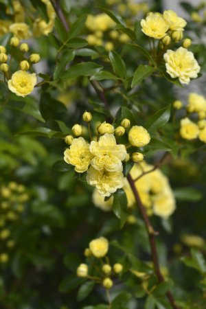 Photo for Yellow Lady Banks rose flowers - Latin name - Rosa banksiae Lutea - Royalty Free Image