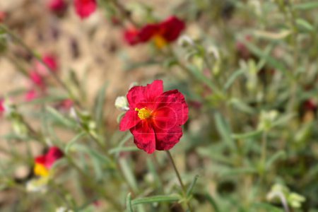 Photo for Rockrose Red Orient flower - Latin name - Helianthemum nummularium Red Orient - Royalty Free Image