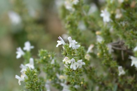 Foto de Mountain savory small flowers - Latin name - Satureja montana - Imagen libre de derechos