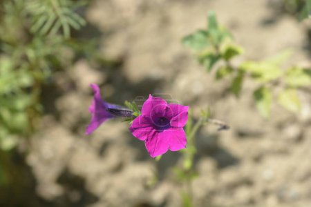 Téléchargez les photos : Fleurs de pétunia violet - Nom latin - Petunia integrifolia - en image libre de droit
