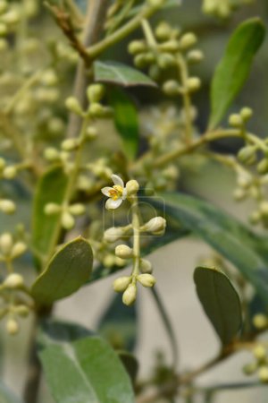 Photo for Common olive flowers - Latin name - Olea europaea - Royalty Free Image