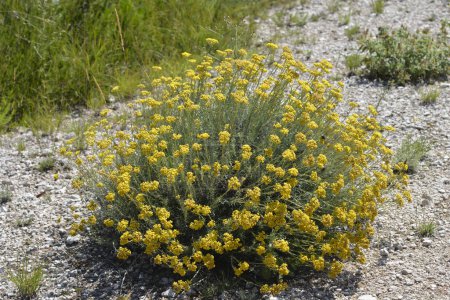Fleurs jaunes éternelles italiennes - Nom latin - Helichrysum italicum