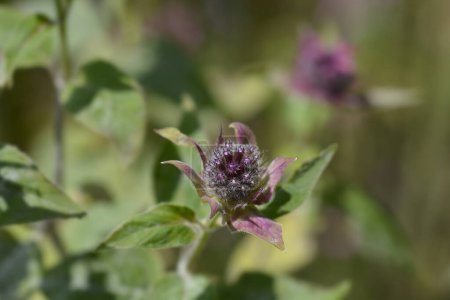 Téléchargez les photos : Bourgeons de fleurs de baume d'abeille - Nom latin - Monarda didyma - en image libre de droit