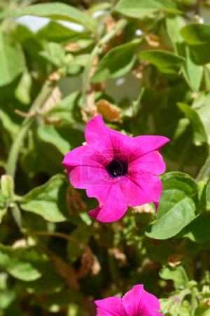 Photo for Pink garden petunia flower - Latin name - Petunia x hybrida - Royalty Free Image