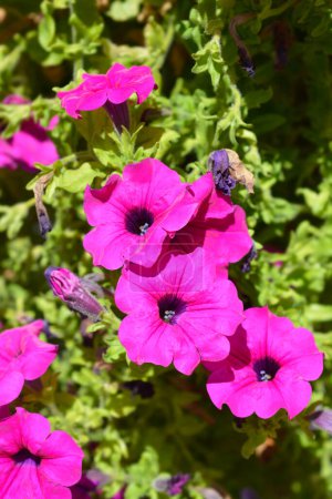 Photo for Pink garden petunia flowers - Latin name - Petunia x hybrida - Royalty Free Image