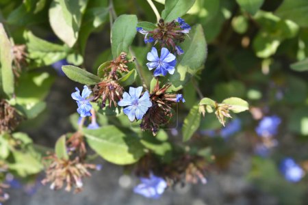 Blue Leadwort flowers - Latin name - Ceratostigma plumbaginoides