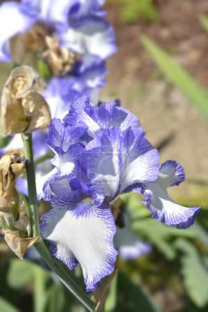 Photo for Tall bearded iris Blue Staccato flower - Latin name - Iris barbata elatior Blue Staccato - Royalty Free Image